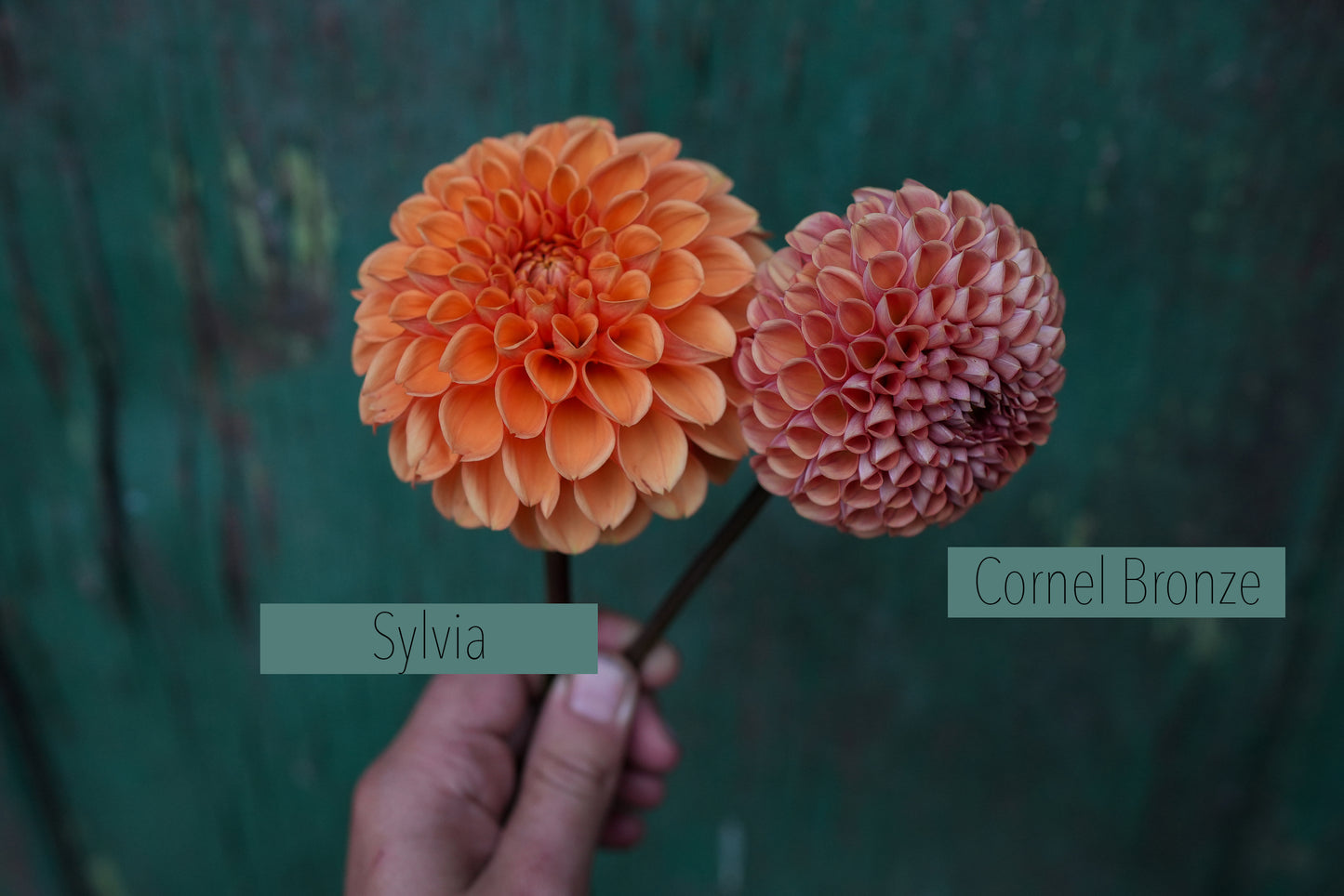 Cornel Bronze