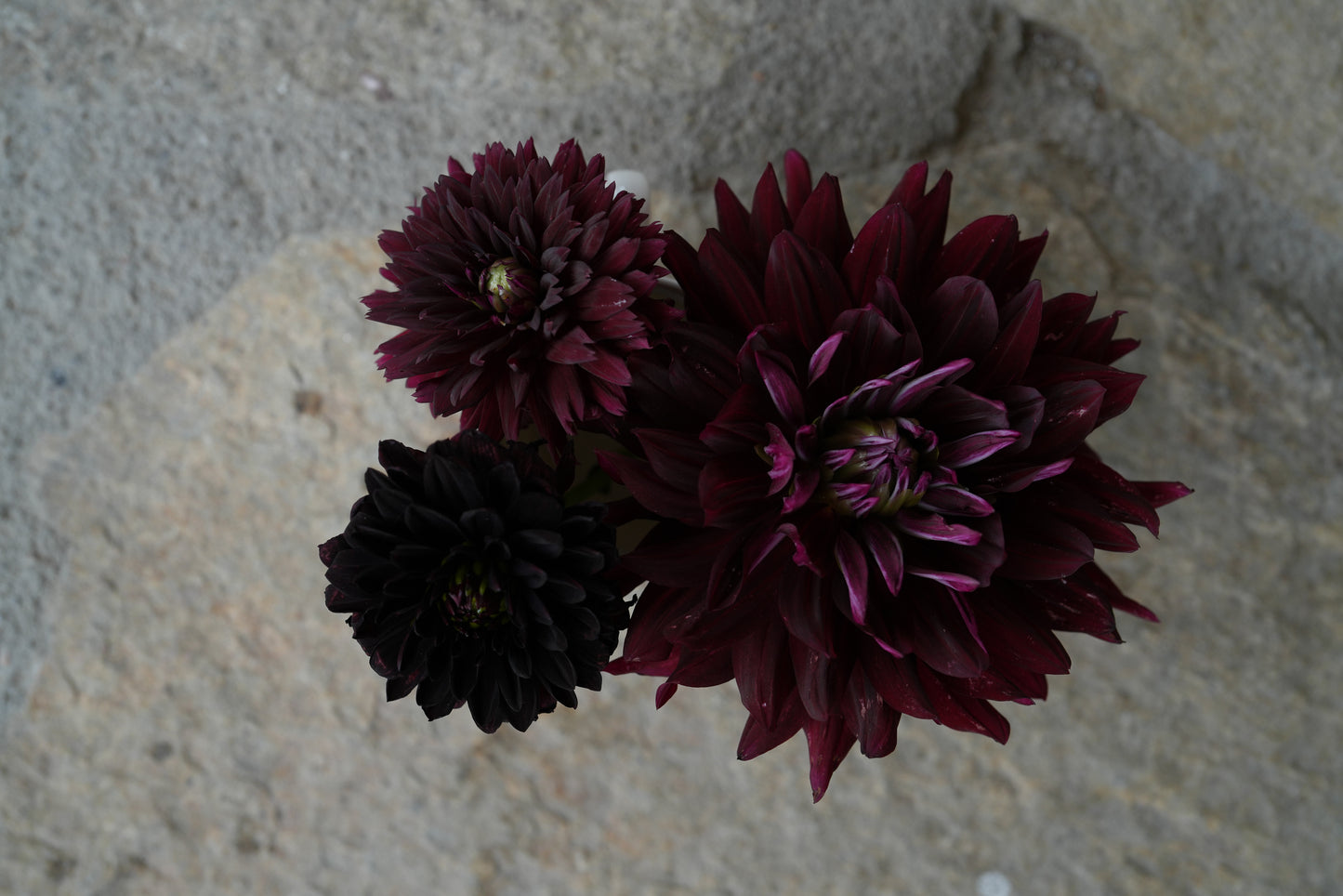 Hollyhill Black Beauty