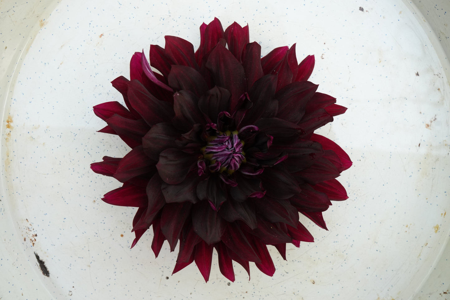 Hollyhill Black Beauty