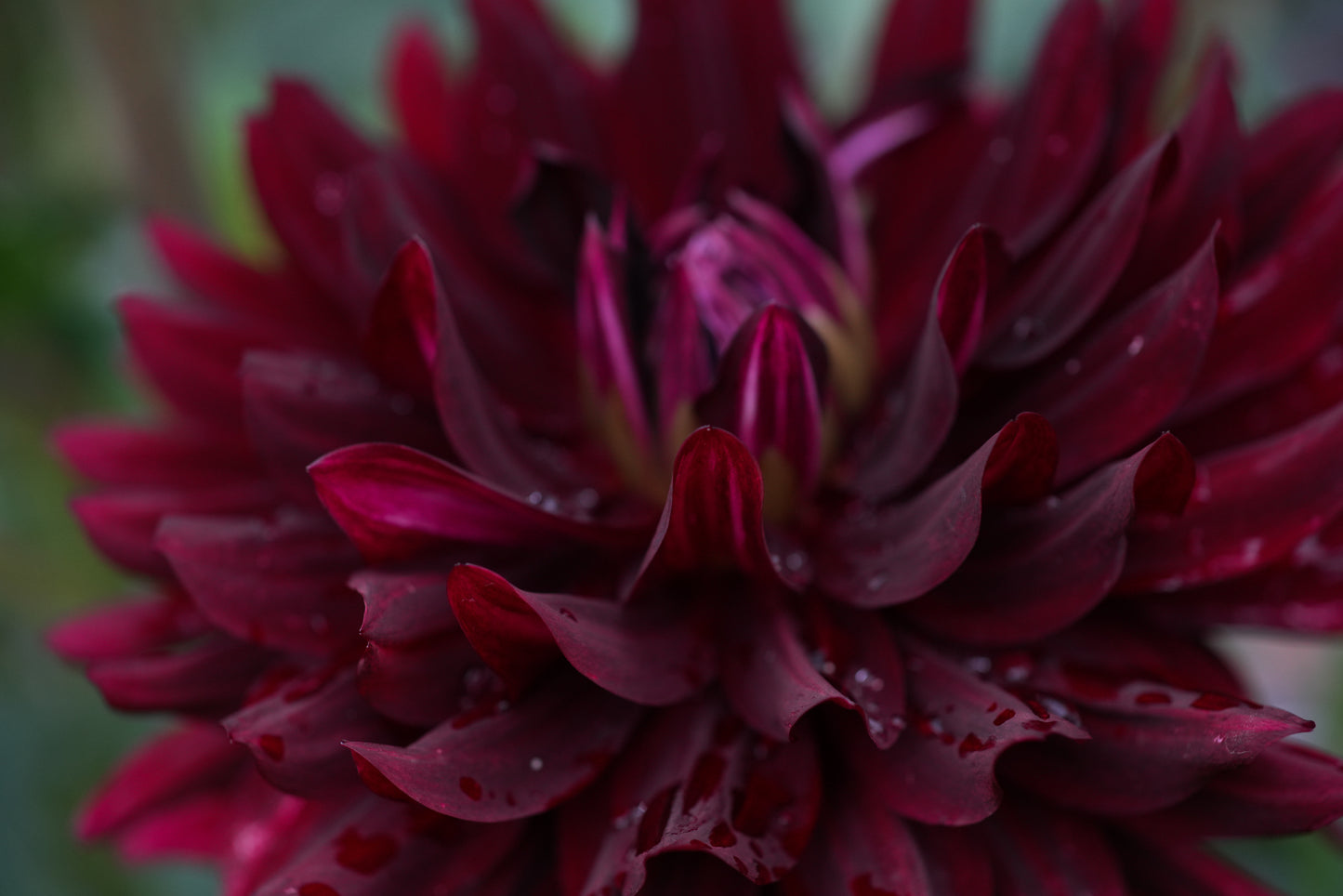 Hollyhill Black Beauty