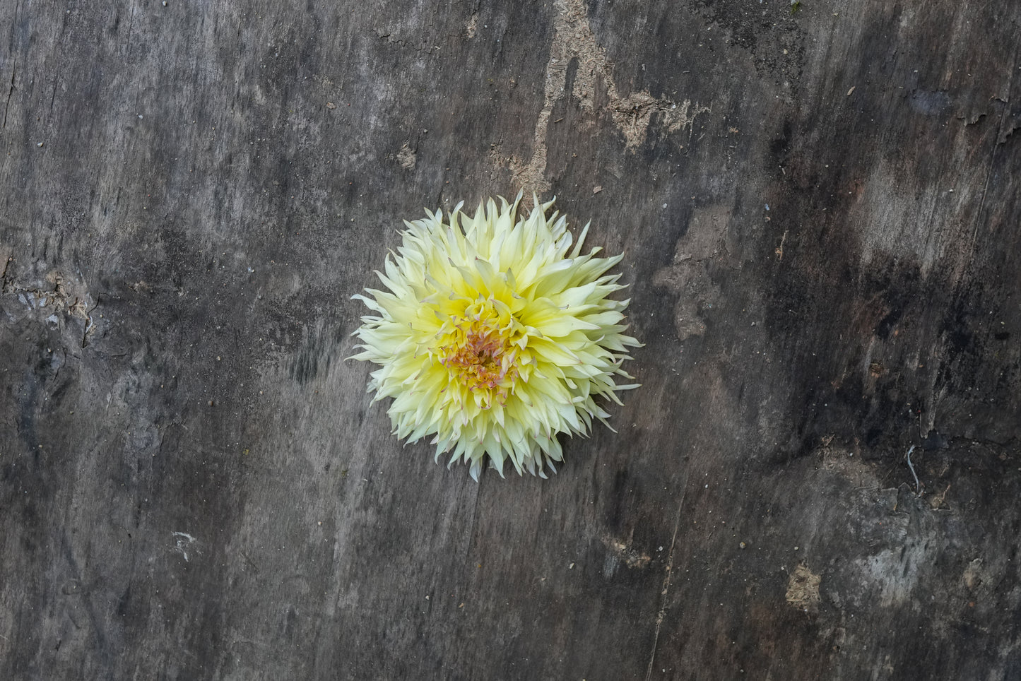 Citron du cap