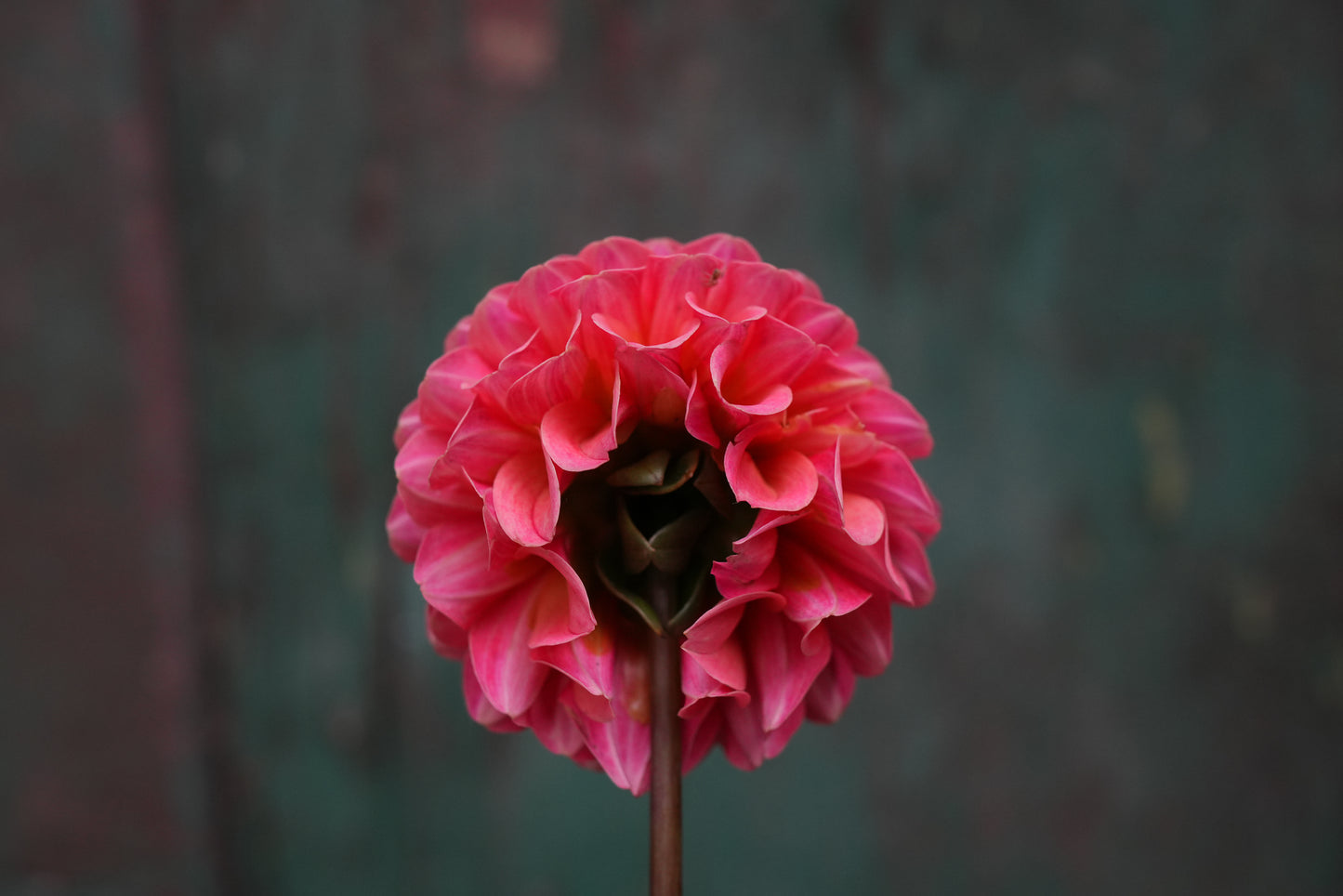 Rose Toscano