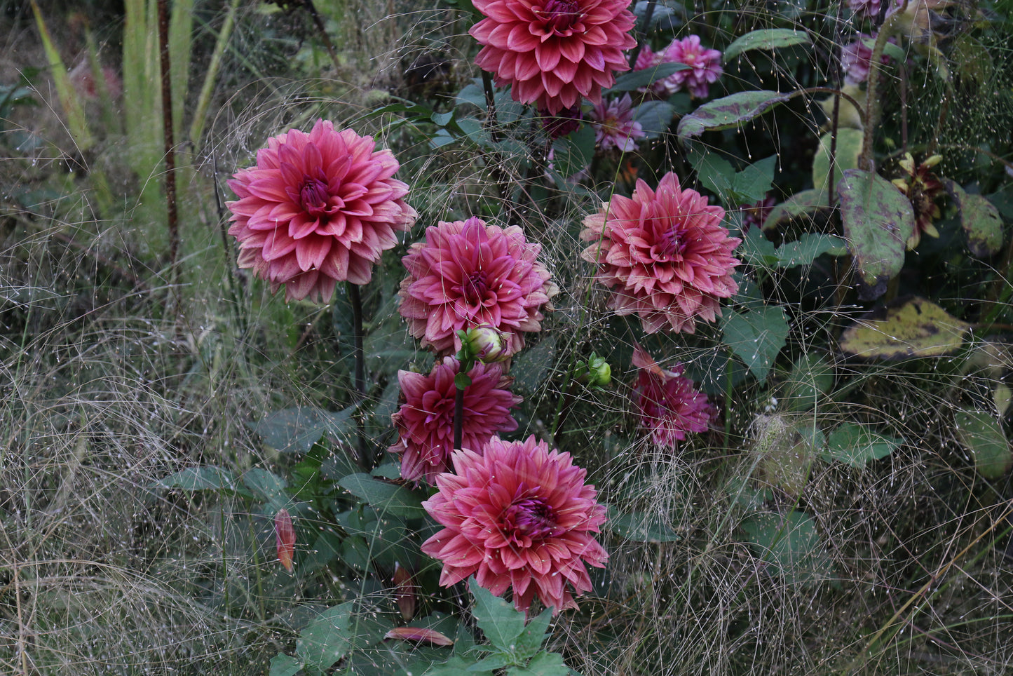 American Dawn