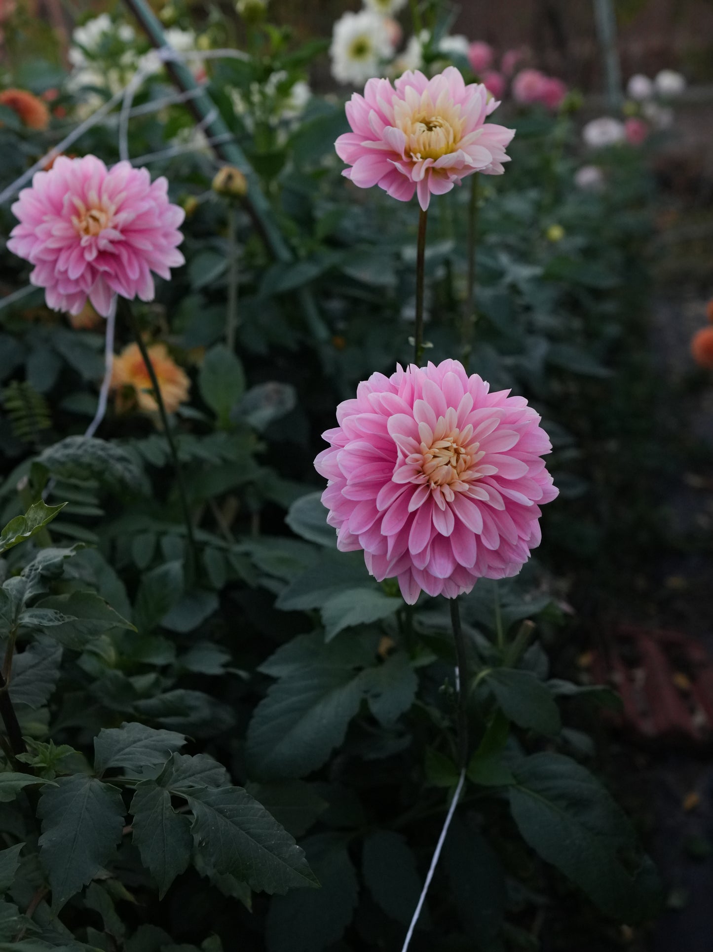 Hapet Rose Dream