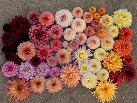 Колекция без име (9 грудки)