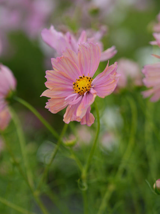 Подарък семена *безплатно*