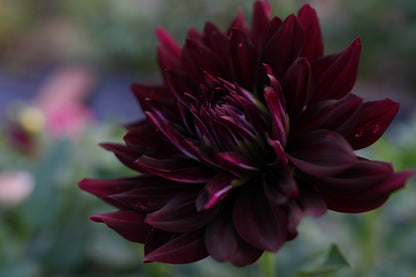 Hollyhill Black Beauty