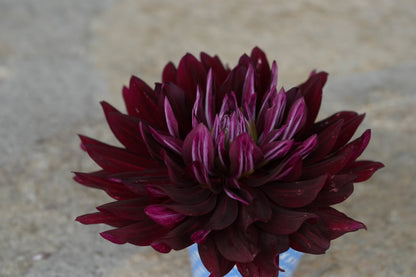 Hollyhill Black Beauty