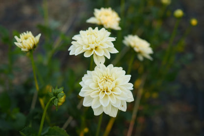 Caramel Antique