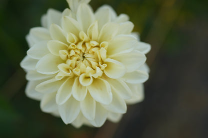 Caramel Antique