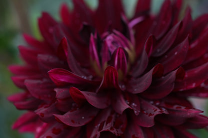 Hollyhill Black Beauty