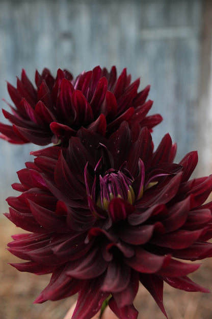 Hollyhill Black Beauty