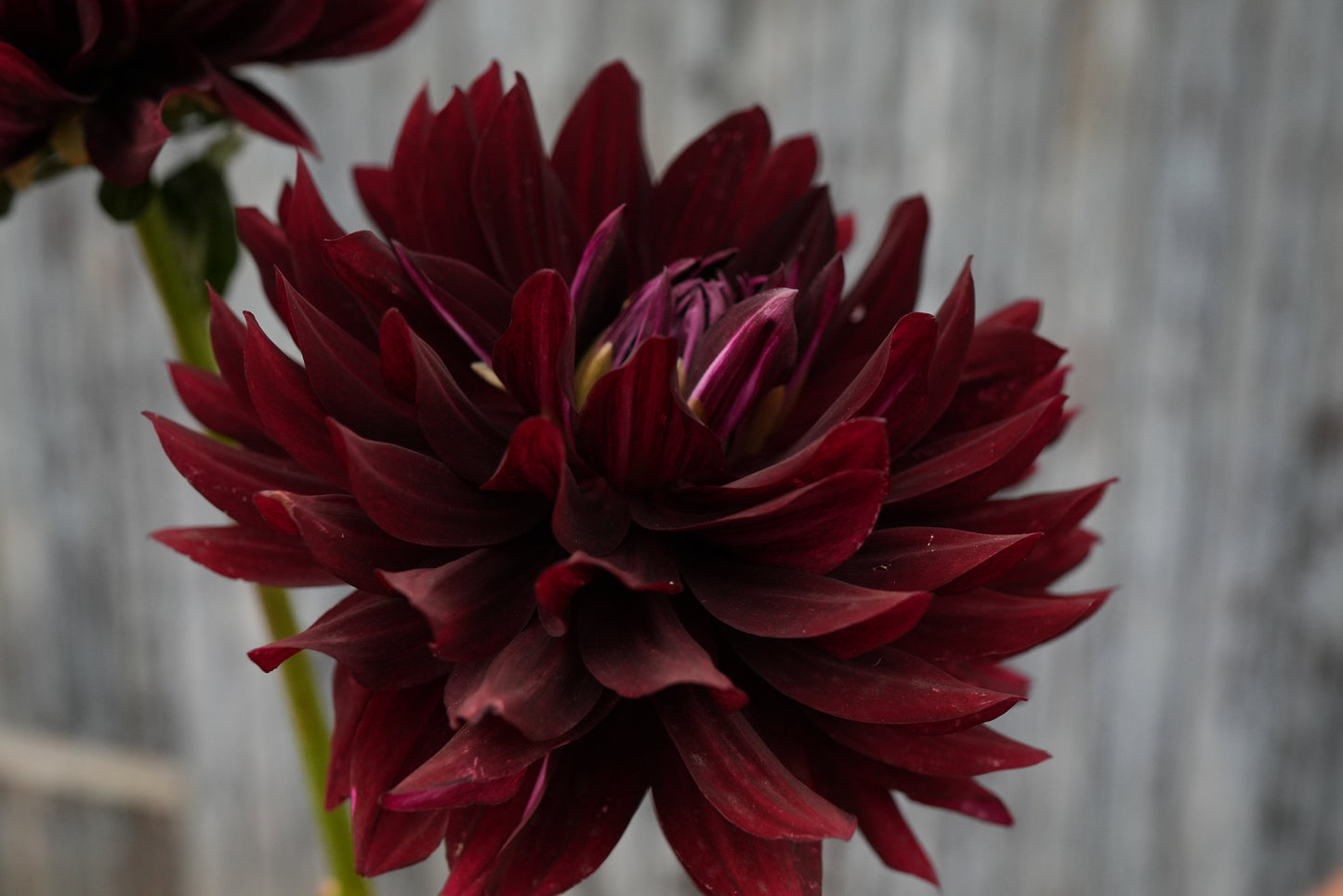 Hollyhill Black Beauty