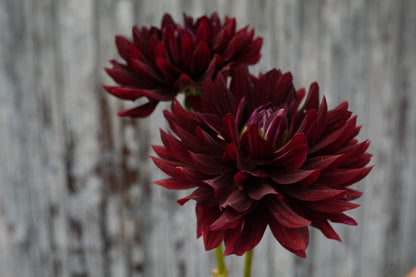Hollyhill Black Beauty