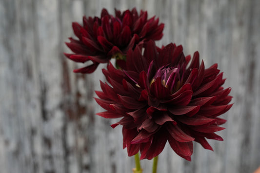 Hollyhill Black Beauty