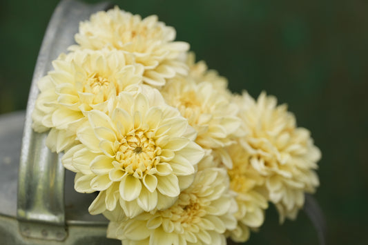 Caramel Antique
