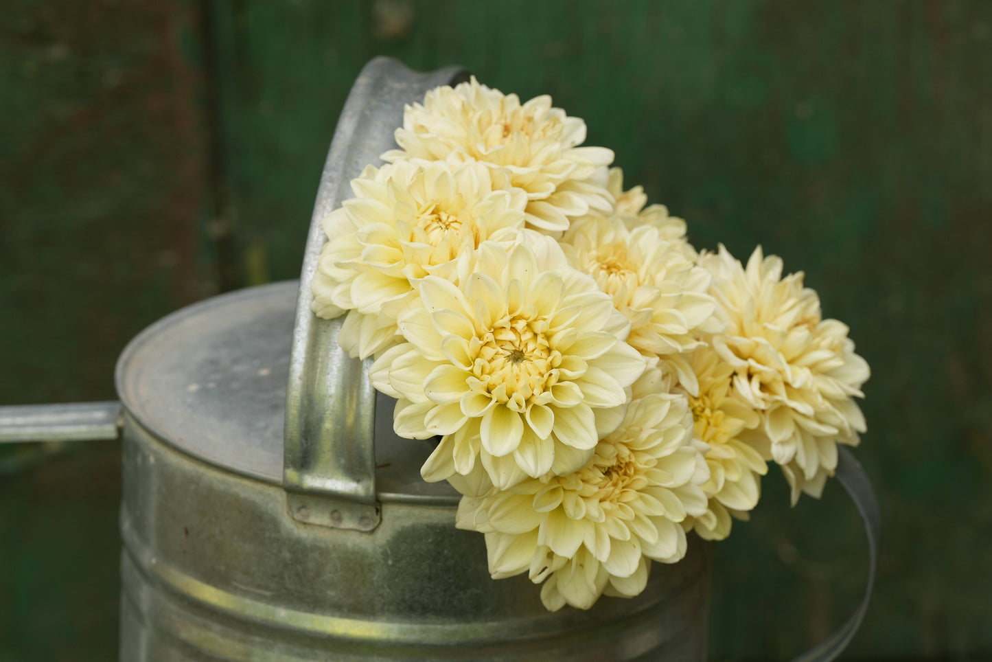 Caramel Antique