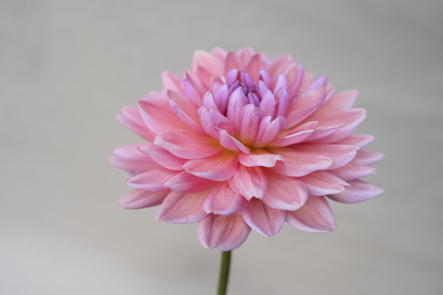 Dutch Pearl