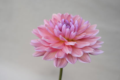 Dutch Pearl
