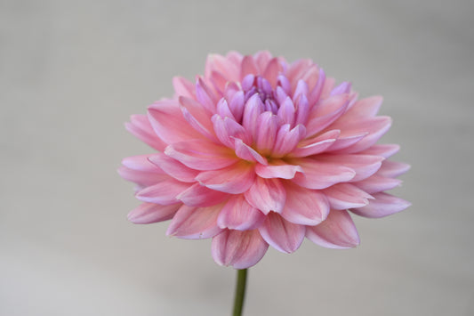 Dutch Pearl