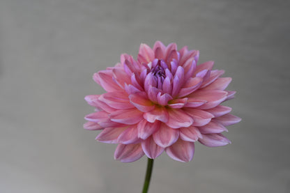 Dutch Pearl