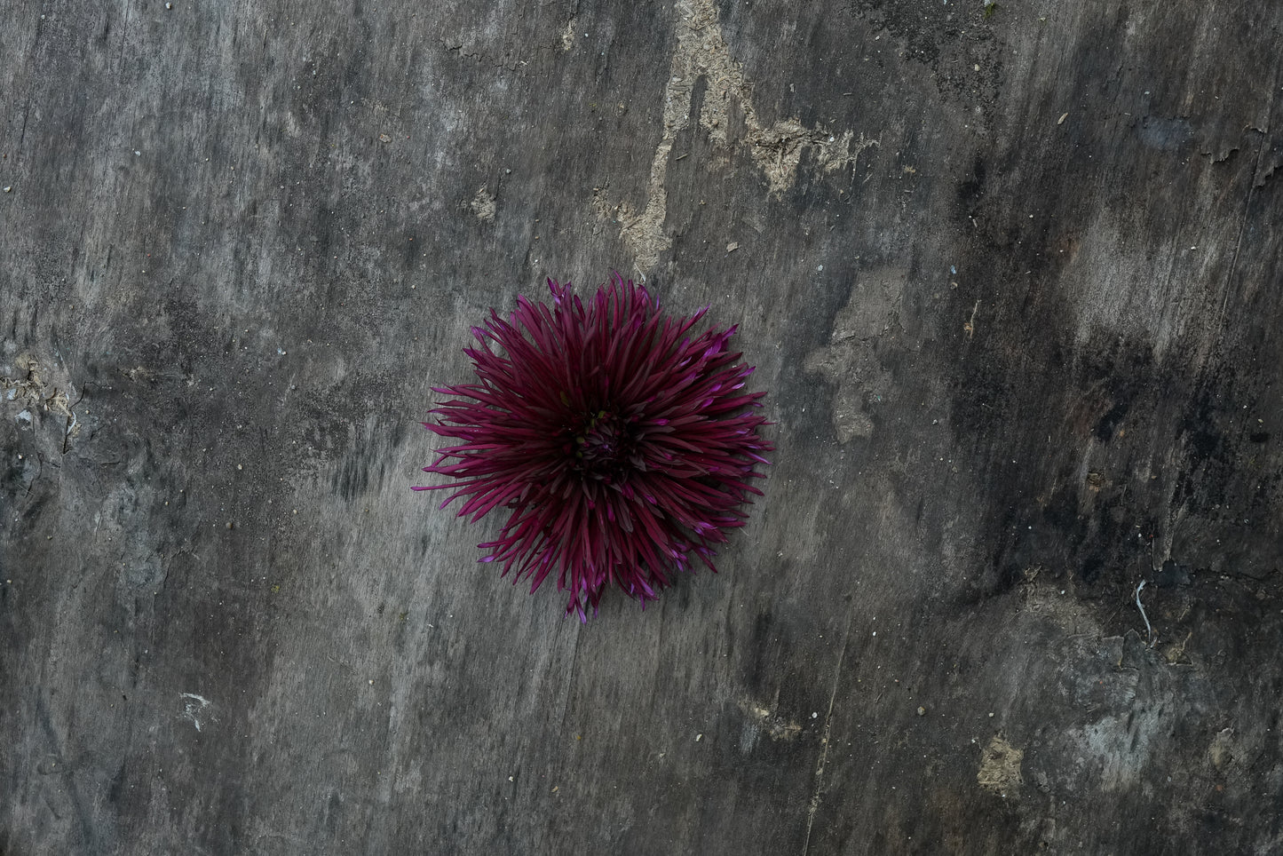 Urchin