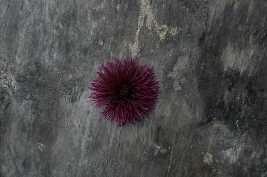 Urchin