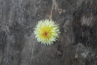 Citron du cap