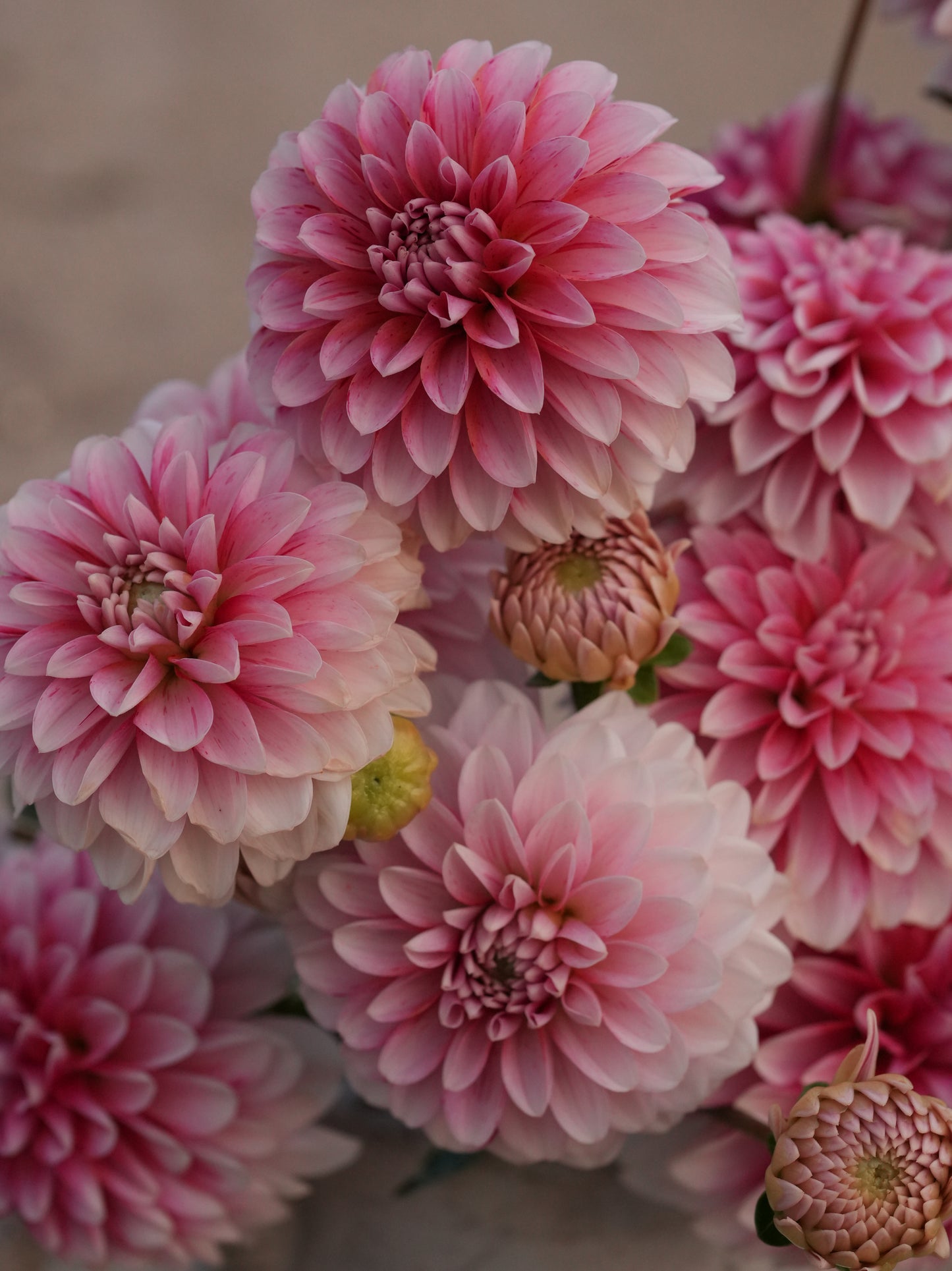 Strawberry Cream