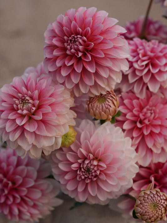 Strawberry Cream