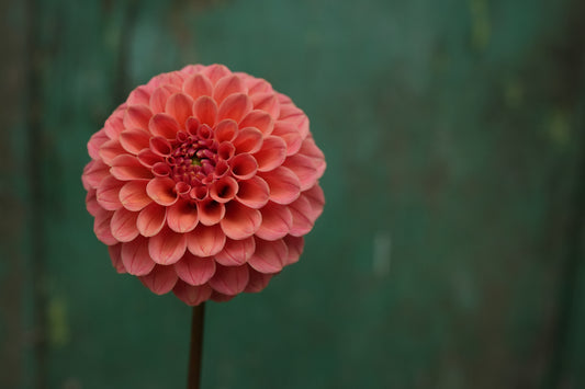 Rose Toscano