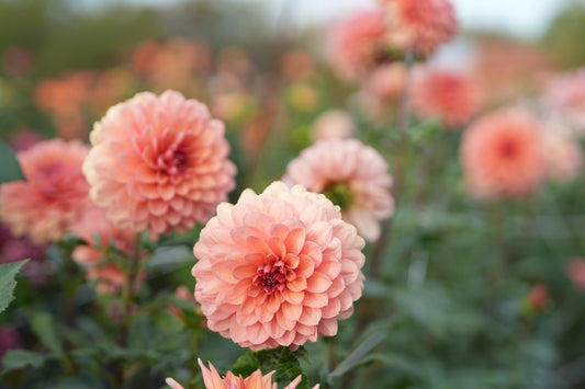 Chateau de la Bourdasiere